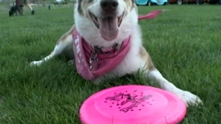 3 legged dog wows the crowd at Frisbee competition